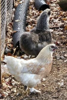 BYM Hatching eggs! - Photo 4