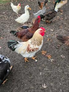 BYM Hatching eggs! - Photo 5