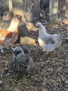 BYM Hatching eggs! - Photo 6