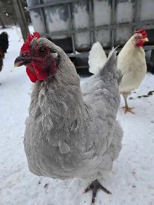 BYM Hatching eggs! - Photo 7