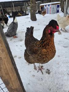 BYM Hatching eggs! - Photo 8
