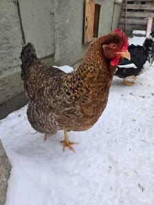 BYM Hatching eggs! - Photo 9