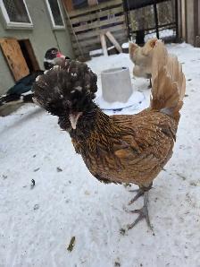 BYM Hatching eggs! - Photo 10