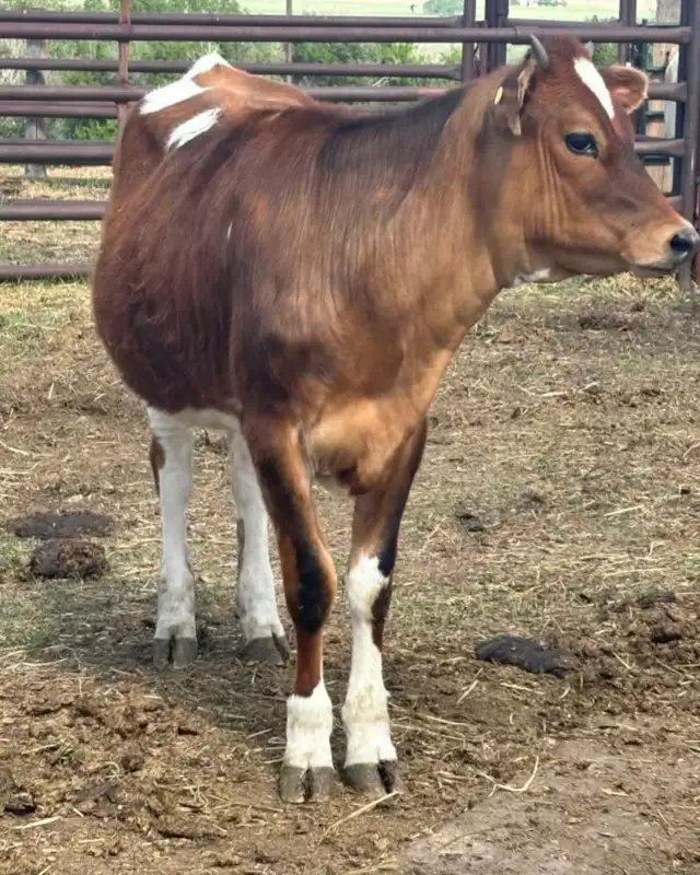 Heifer calf