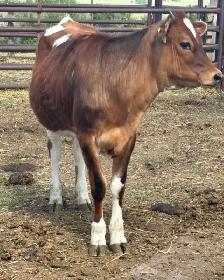 Heifer calf