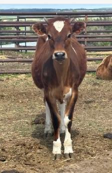 Heifer calf - Photo 2