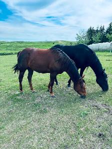 " Cow Bred Fillies For Sale "