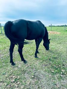 " Cow Bred Fillies For Sale " - Photo 2