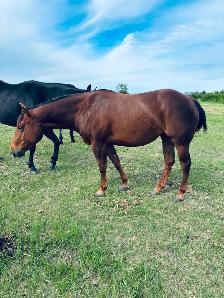 " Cow Bred Fillies For Sale " - Photo 4