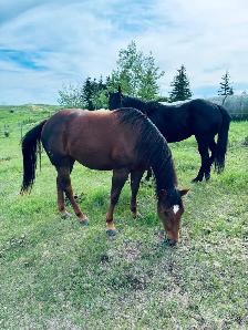 " Cow Bred Fillies For Sale " - Photo 5