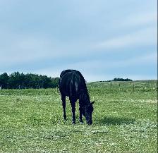 " Cow Bred Fillies For Sale " - Photo 6