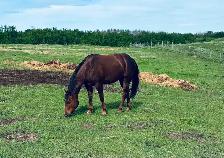 " Cow Bred Fillies For Sale " - Photo 7