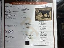 " Cow Bred Fillies For Sale " - Photo 8