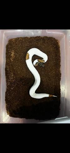 snake females