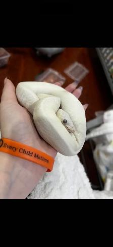 snake females - Photo 2