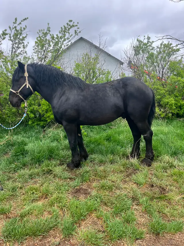 Standing at stud