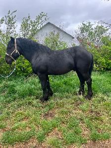 Standing at stud