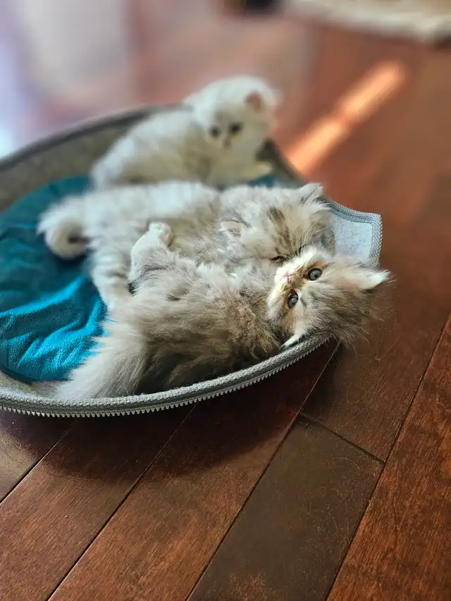 Silver British Chinchilla kittens available.