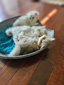 Silver British Chinchilla kittens available.