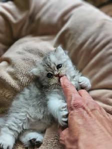 Silver British Chinchilla kittens available. - Photo 2