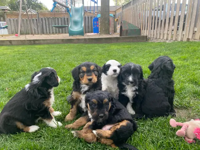 Mini AussieDoodle Puppies (Ready To Go)