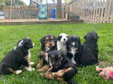 Mini AussieDoodle Puppies (Ready To Go)