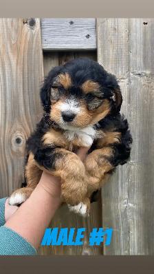 Mini AussieDoodle Puppies (Ready To Go) - Photo 2