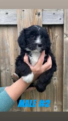 Mini AussieDoodle Puppies (Ready To Go) - Photo 3