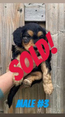 Mini AussieDoodle Puppies (Ready To Go) - Photo 4