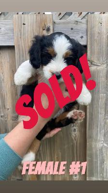 Mini AussieDoodle Puppies (Ready To Go) - Photo 5