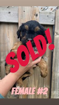 Mini AussieDoodle Puppies (Ready To Go) - Photo 6