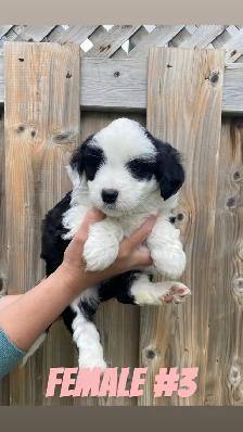 Mini AussieDoodle Puppies (Ready To Go) - Photo 7