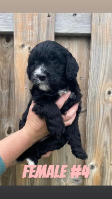 Mini AussieDoodle Puppies (Ready To Go) - Photo 8
