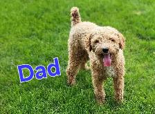 Mini AussieDoodle Puppies (Ready To Go) - Photo 10