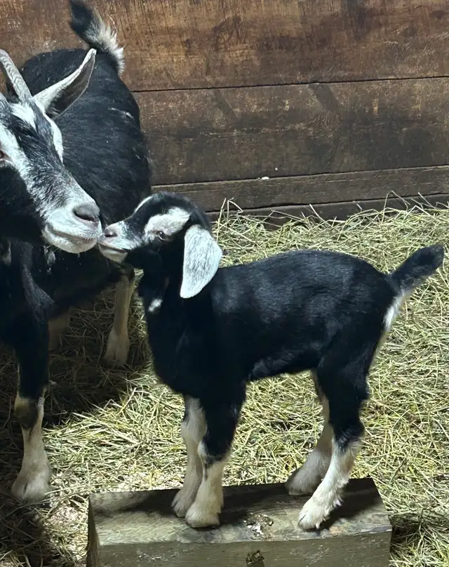Goats for sale.  Nanny and buckling at side.