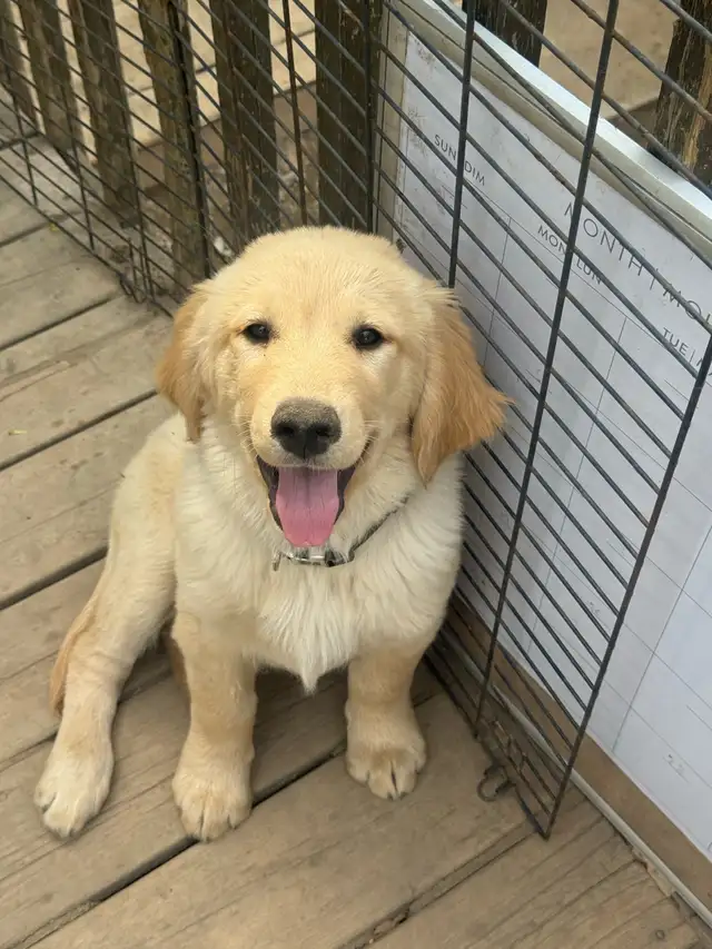 Golden Retrivers À vendre — For Sale