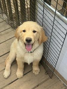 Golden Retrivers À vendre — For Sale