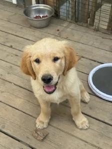 Golden Retrivers À vendre — For Sale - Photo 2
