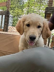 Golden Retrivers À vendre — For Sale - Photo 3