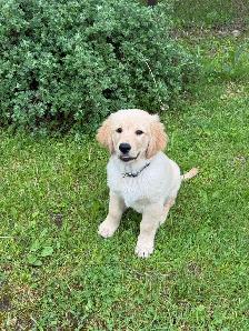 Golden Retrivers À vendre — For Sale - Photo 4