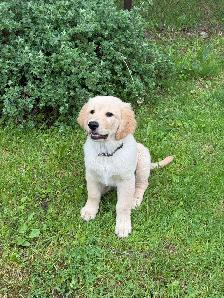 Golden Retrivers À vendre — For Sale - Photo 5