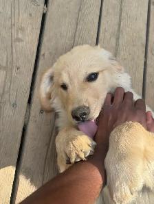 Golden Retrivers À vendre — For Sale - Photo 6