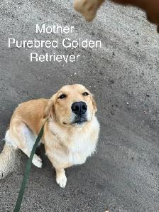 Golden Retrivers À vendre — For Sale - Photo 7