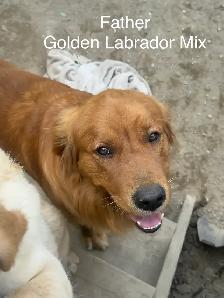 Golden Retrivers À vendre — For Sale - Photo 8