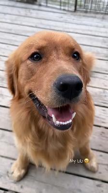 Golden Retrivers À vendre — For Sale - Photo 9