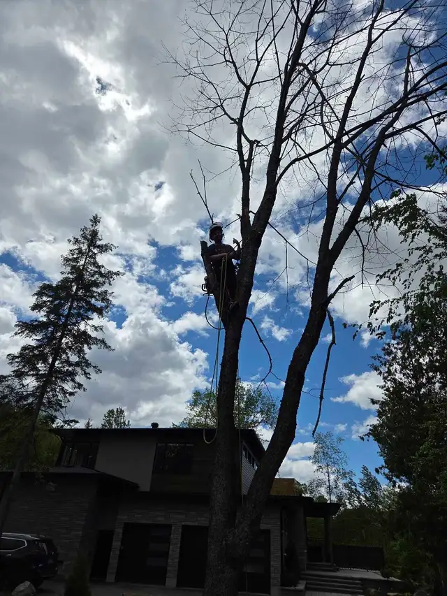 Tree Removal & Trimming