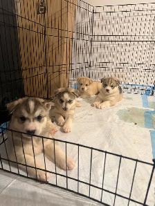 Husky sibérien chiots