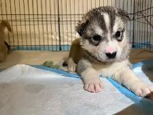 Husky sibérien chiots - Photo 2