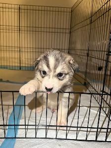 Husky sibérien chiots - Photo 3