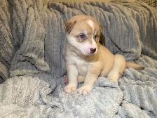 Husky sibérien chiots - Photo 6